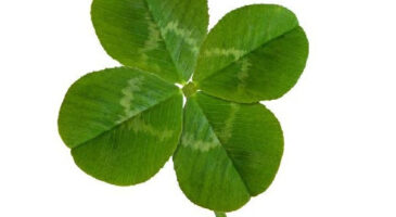 La chance n&rsquo;a rien à voir avec ça