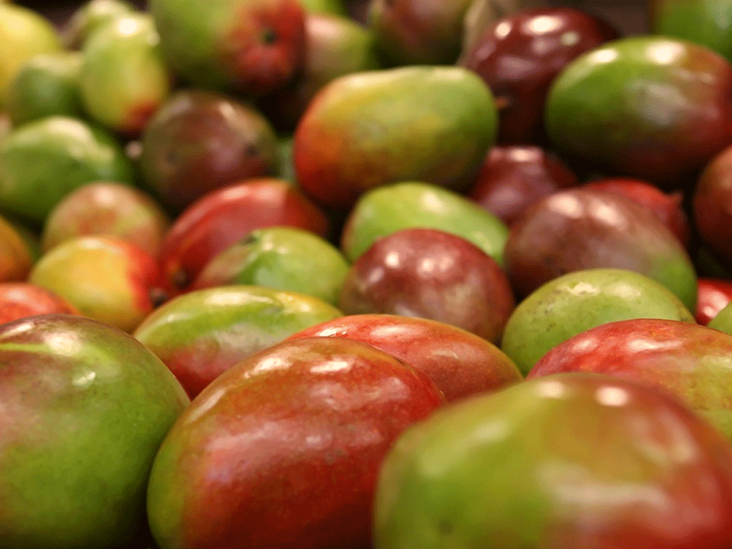 La mangue: la solution pour la contraception unisexe ?