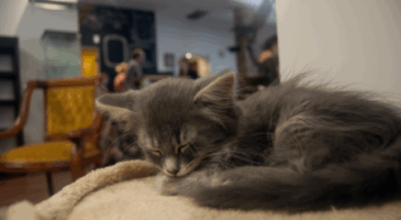 Le Café Chat L’heureux, le premier bar à chats de Montréal