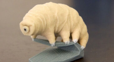 Le (micro) monde fantastique des tardigrades