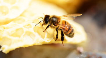 Le miel pour les nourrissons, un véritable poison