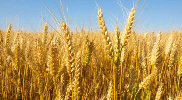 Le #nogluten, mode ou nouvelle habitude alimentaire ?