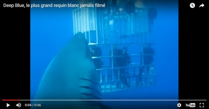 Le plus grand requin blanc au monde jamais filmé