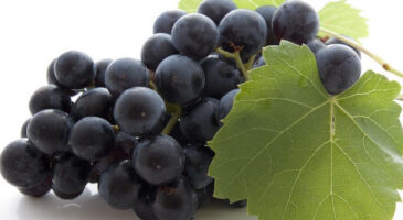 Le resveratrol, une solution anti-vieillissement 100% naturelle