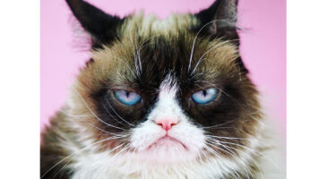 Les 5 chats les plus mignons de tout Internet