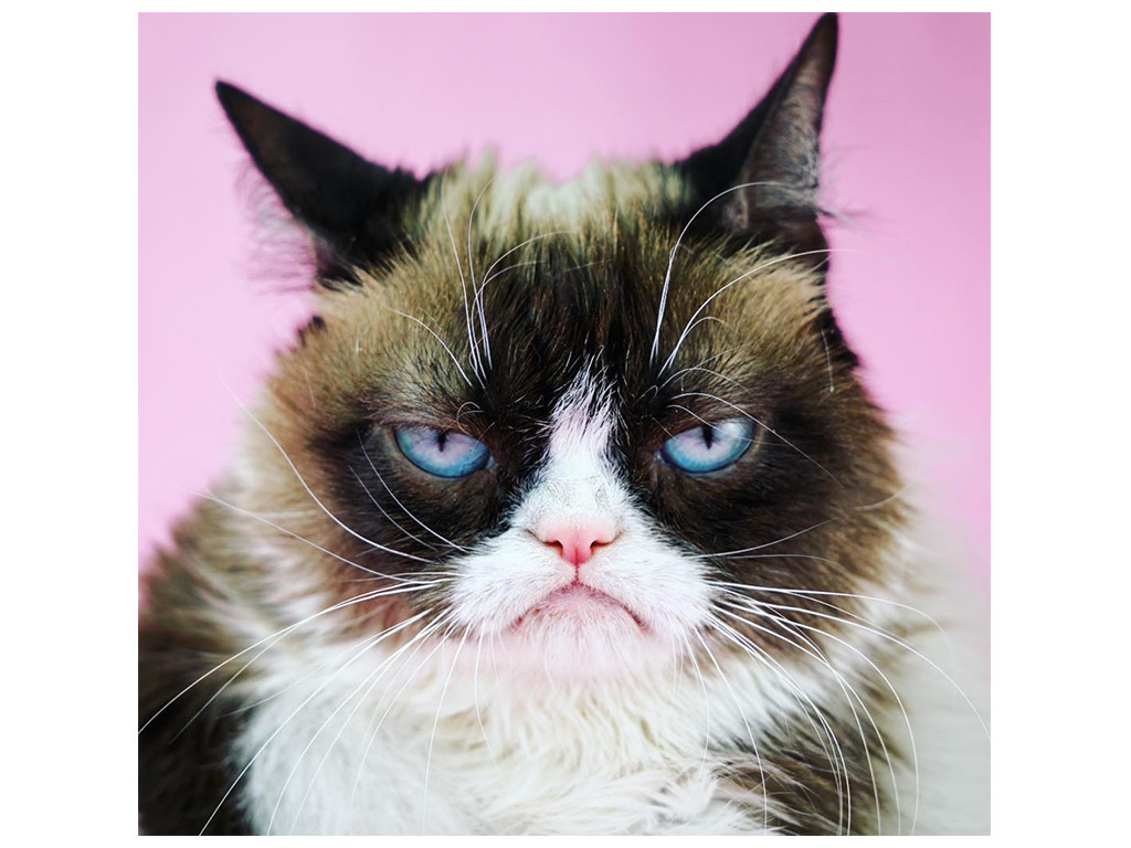 Les 5 chats les plus mignons de tout Internet