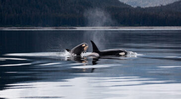 Les anecdotes de Cora #1