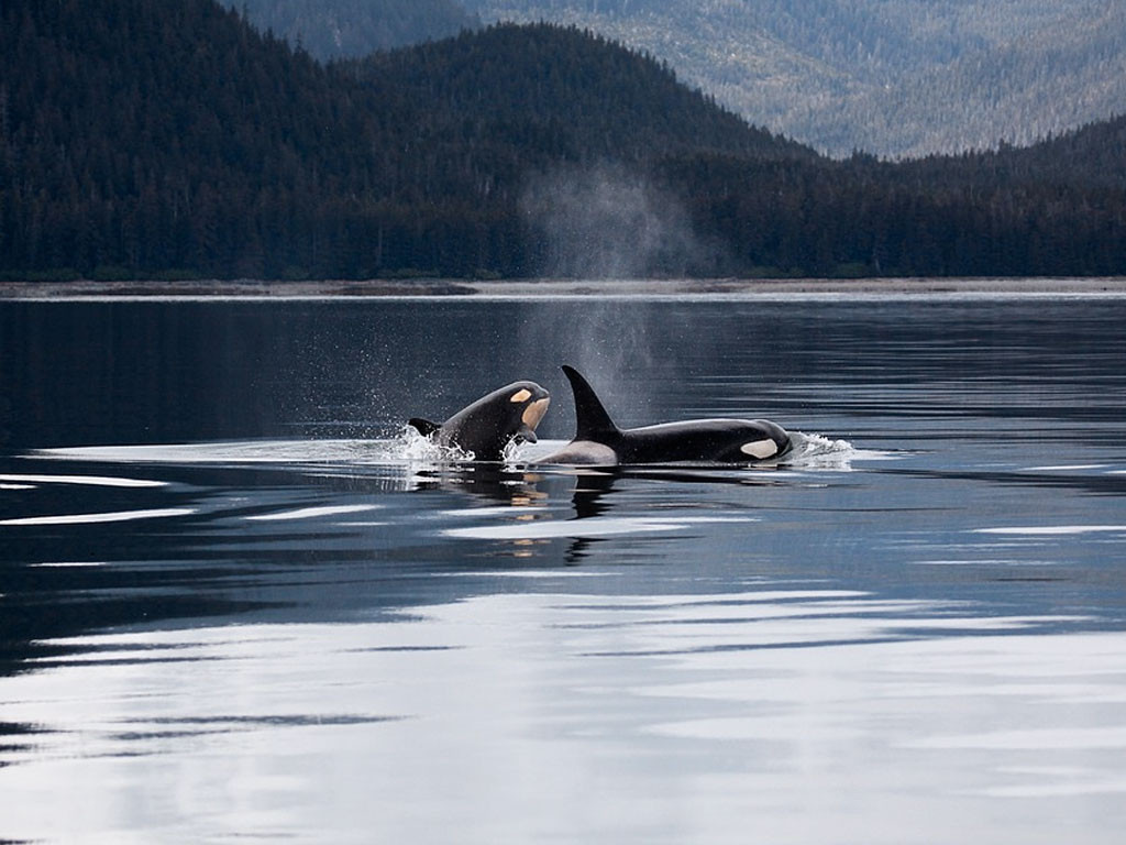 Les anecdotes de Cora #1