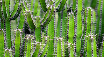 Les anecdotes de Cora #4