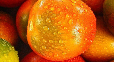 Les cinq aliments les plus désaltérants