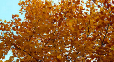 Les saisons passent à toute vitesse