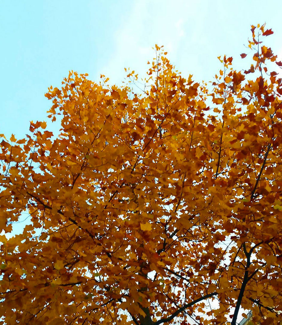 Les saisons passent à toute vitesse