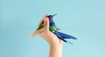 Les sublimes oiseaux de papier de Diana Beltran Herrera