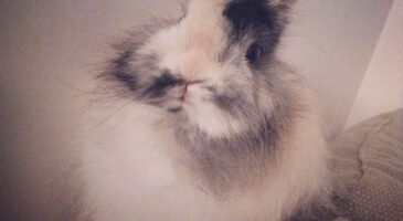 Les trucs à savoir quand on a un lapin