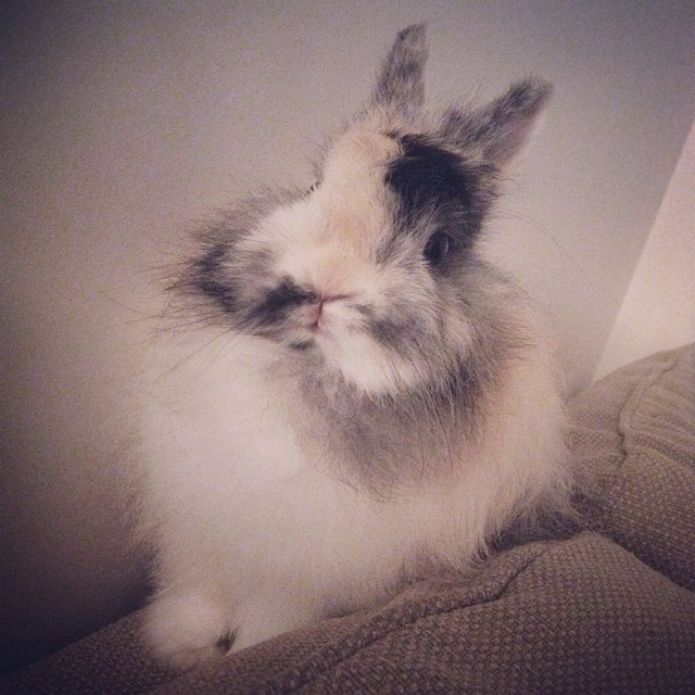 Les trucs à savoir quand on a un lapin