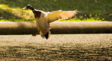 Lettre ouverte à toi le chasseur