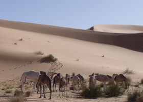 Ma 1ère fois dans le désert en Algérie…