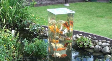 Magnifique, un aquarium extérieur de bassin pour observer les poissons !
