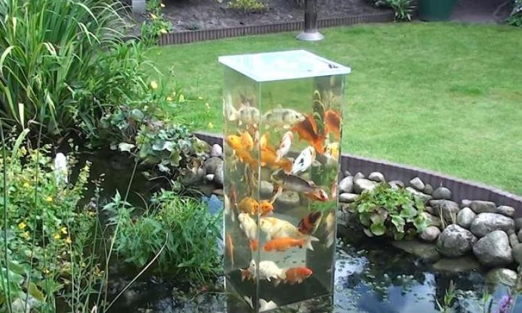 Magnifique, un aquarium extérieur de bassin pour observer les poissons !