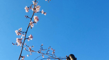 Mais c&rsquo;est quoi ce drôle de temps ?