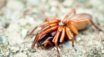 Mais en fait, c&rsquo;est quoi une phobie ?