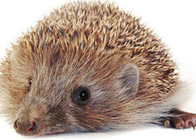 Livre à offrir – L&rsquo;élégance du hérisson !