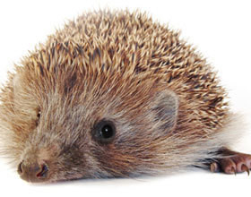 Livre à offrir – L&rsquo;élégance du hérisson !