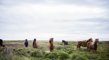 Mon rêve voyage du moment