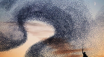 Nuées d&rsquo;oiseaux, un spectacle simplement magique