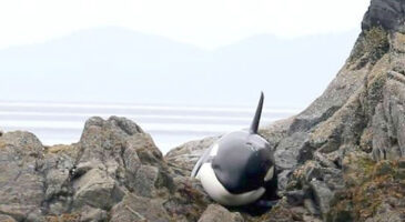 Pendant 8 heures, ils ont aidé cette orque coincée dans des rochers