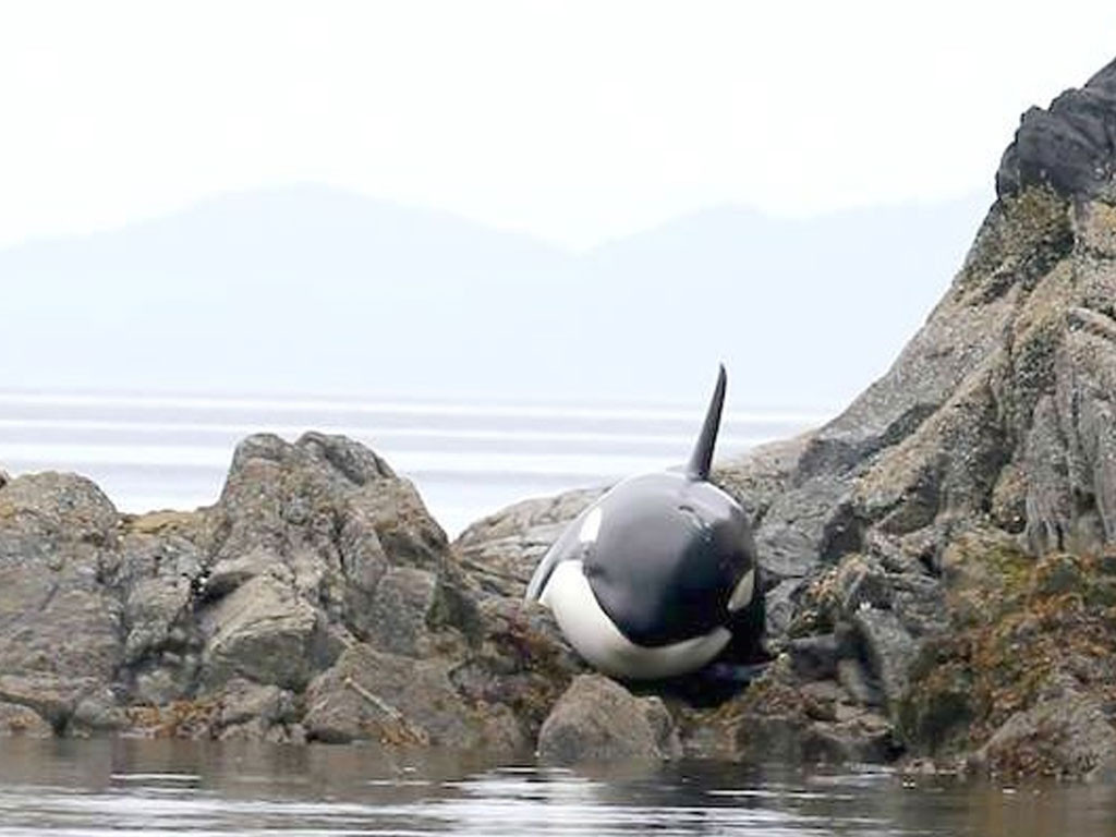 Pendant 8 heures, ils ont aidé cette orque coincée dans des rochers