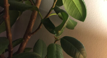 Plantes d&rsquo;intérieur pour un air plus sain