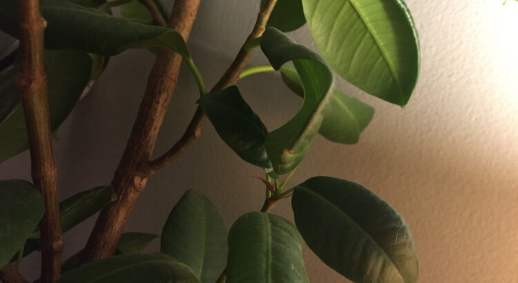 Plantes d&rsquo;intérieur pour un air plus sain