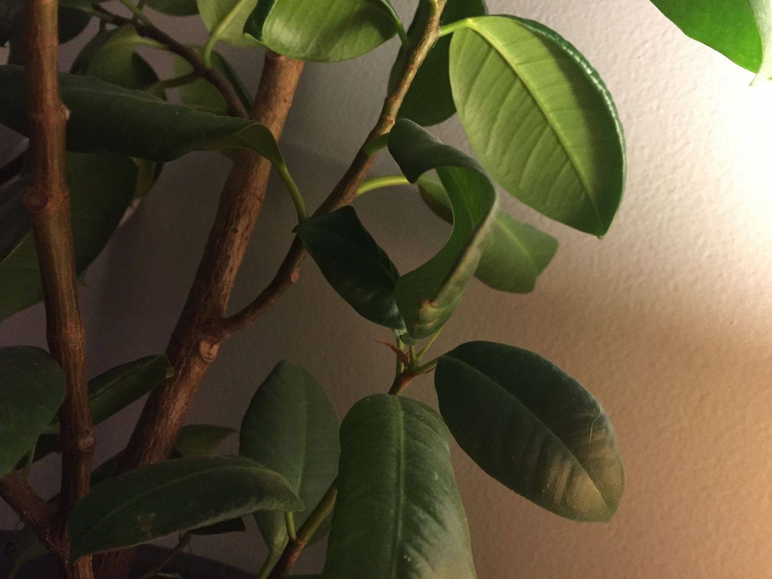 Plantes d&rsquo;intérieur pour un air plus sain