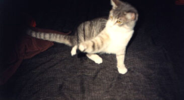 Pourquoi je ne dois par prendre un chaton !