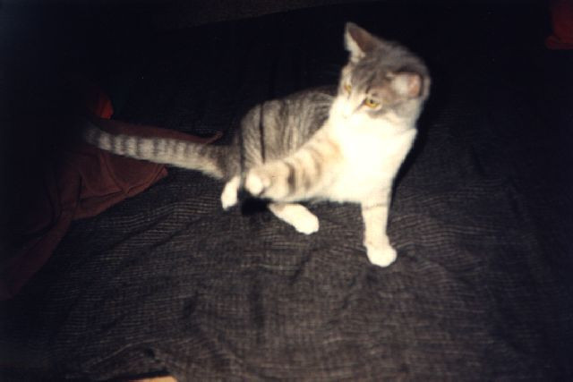 Pourquoi je ne dois par prendre un chaton !