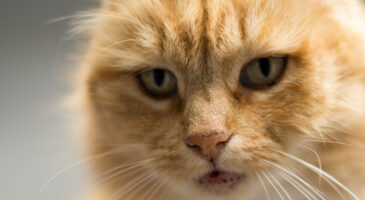 Pourquoi les chats… ?