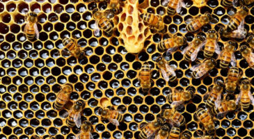 Pourquoi les vegans ne mangent-ils pas de miel ?