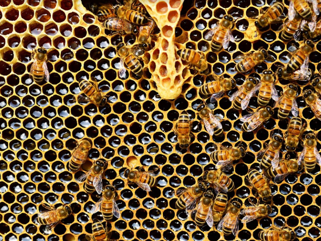 Pourquoi les vegans ne mangent-ils pas de miel ?