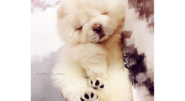 Puffie the Chow Chow, le chien le plus mignon du net !
