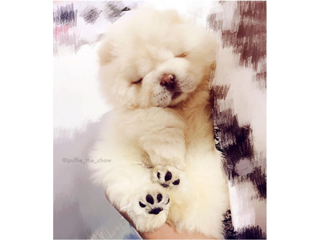 Puffie the Chow Chow, le chien le plus mignon du net !
