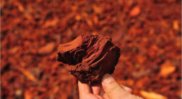 Pycnogénol, ces arbres qui nous veulent du bien !