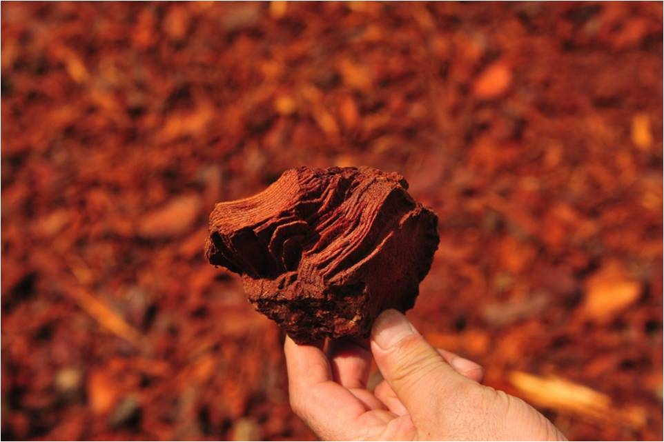 Pycnogénol, ces arbres qui nous veulent du bien !