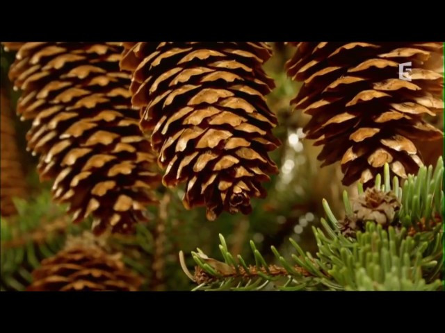 Quelques minutes de beauté pure