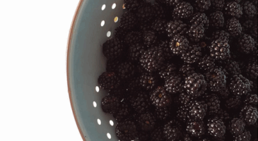 Recette de la tarte aux mures sauvages