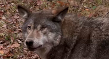 Sauvetage d&rsquo;un loup coincé dans un piège de chasseur