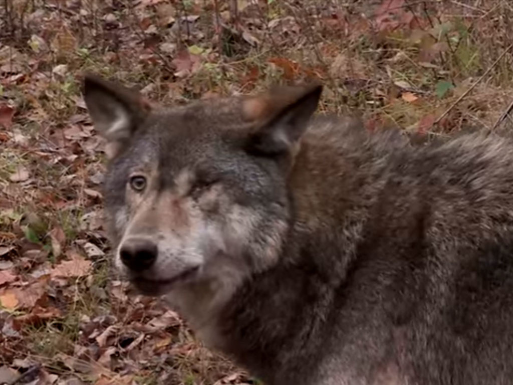 Sauvetage d&rsquo;un loup coincé dans un piège de chasseur