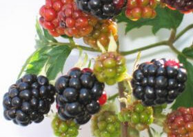 Sorbet à la mûre maison