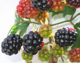 Sorbet à la mûre maison