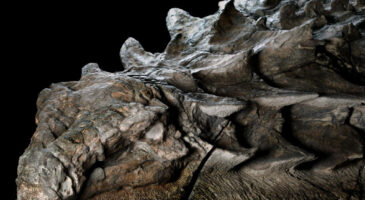 Un fossile de dinosaure incroyablement bien conservé pour ses 110 millions d’années